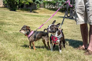 Small & large breed dog parks